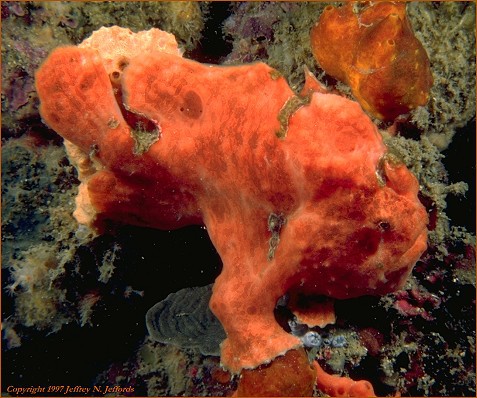 Antennarius coccineus