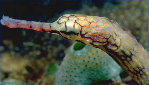 Pipefish