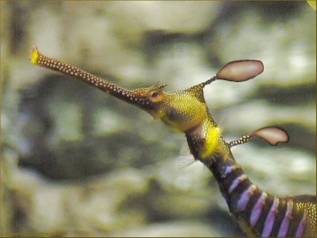 Euteleostomi