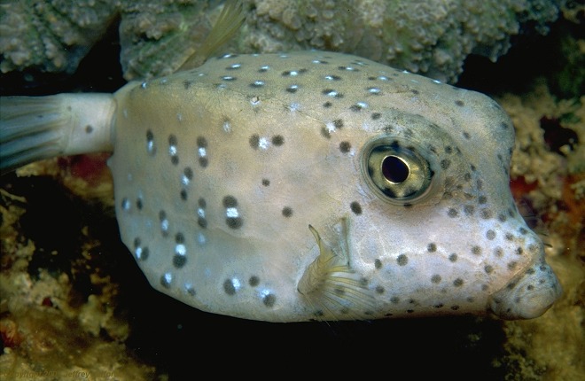 boxfish_2