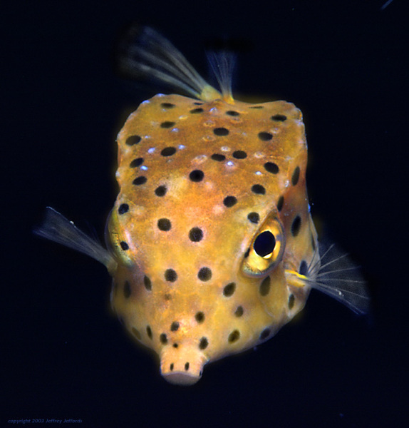 boxfish_3