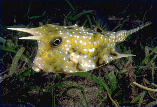 cowfish