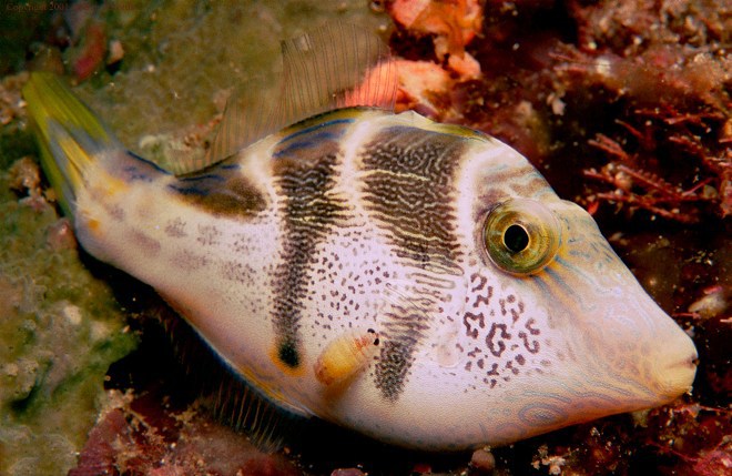 mimic_filefish