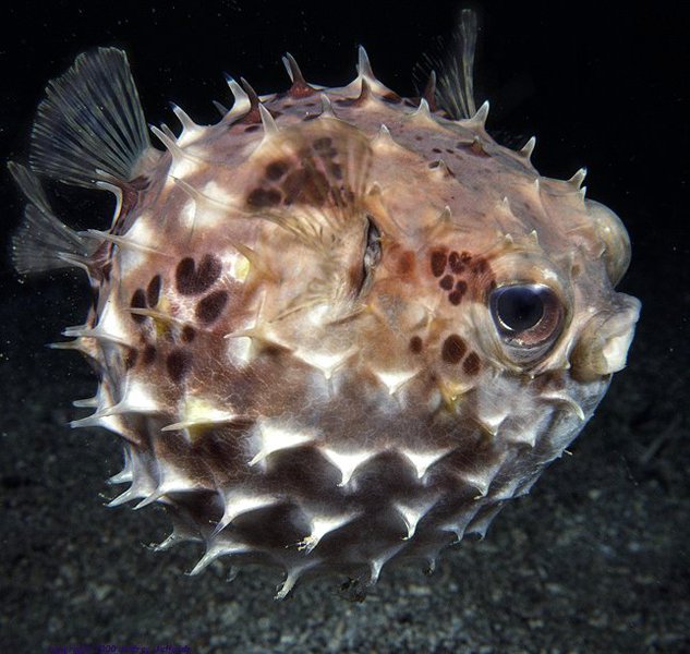 porcupinefish_profile_view