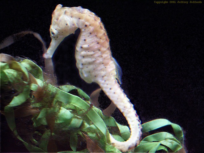 seahorse2