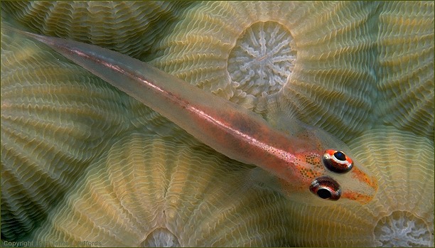 Euteleostomi