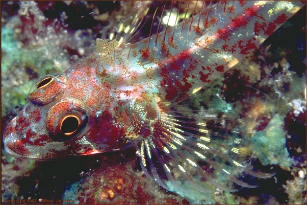 triplefin_3