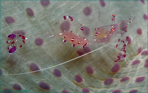 Maxillopoda