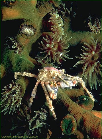 Crab_coral