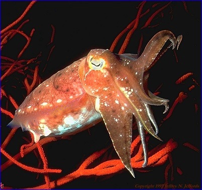 Cuttlefish