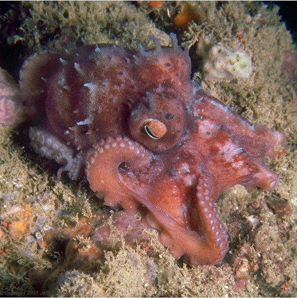 Octopus_V