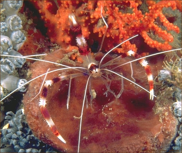 Crustacea
