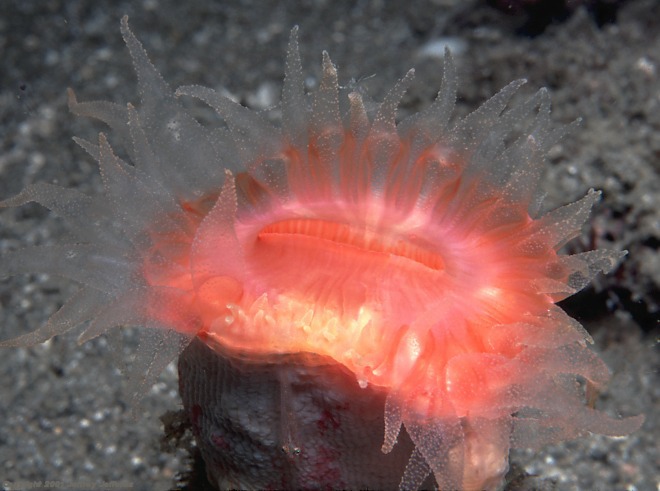 Scleractinia