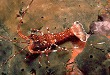 Malacostraca