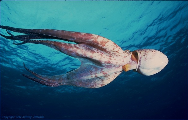 Octopodidae