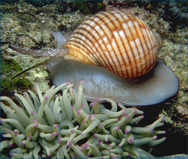 Trochozoa