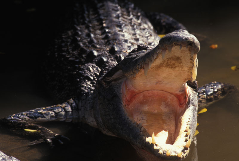 Crocodylus porosus