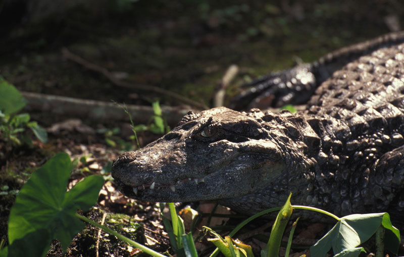 Caiman latirostris