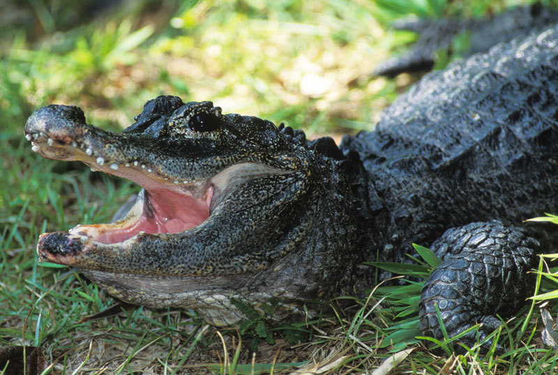 Alligator