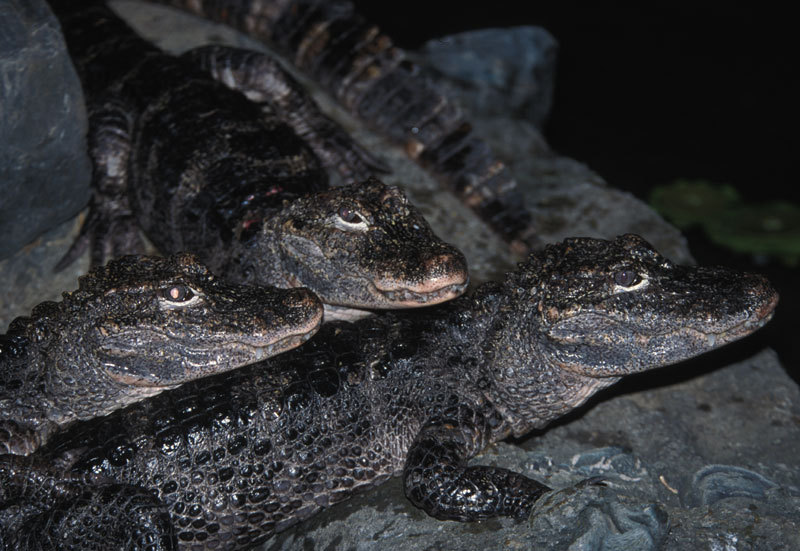 Alligator sinensis