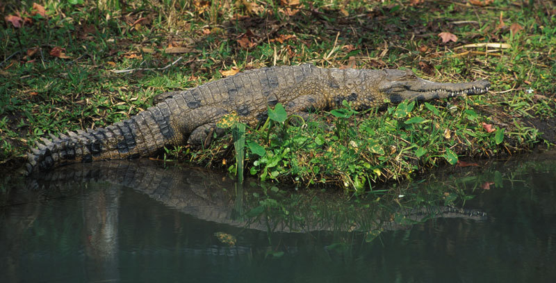 Crocodylidae