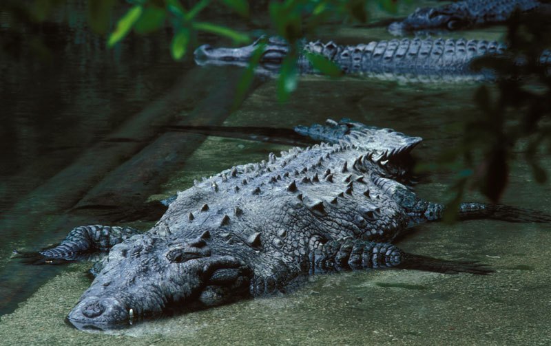 Crocodylus