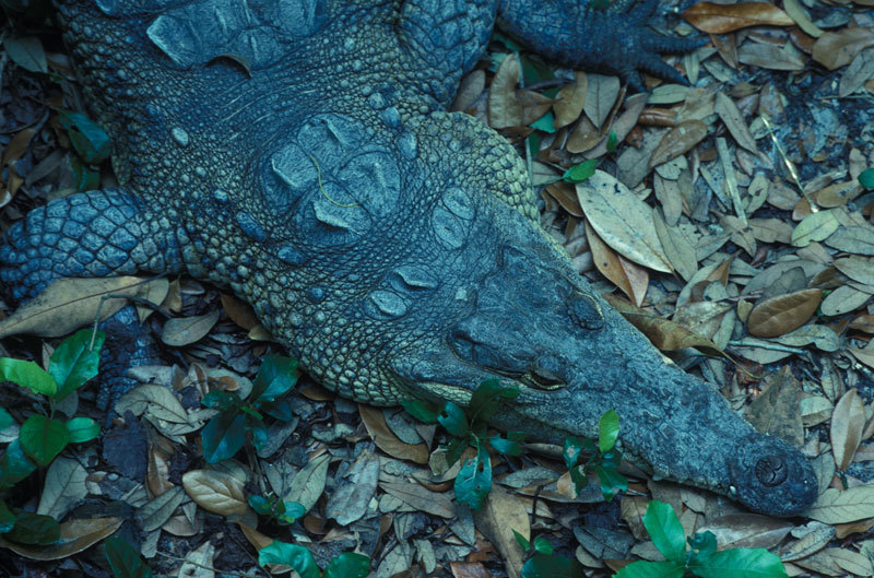 Crocodylus