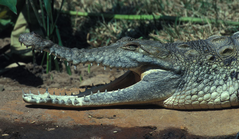 Crocodylus