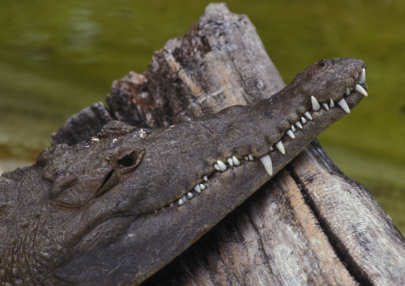 Crocodylus acutus