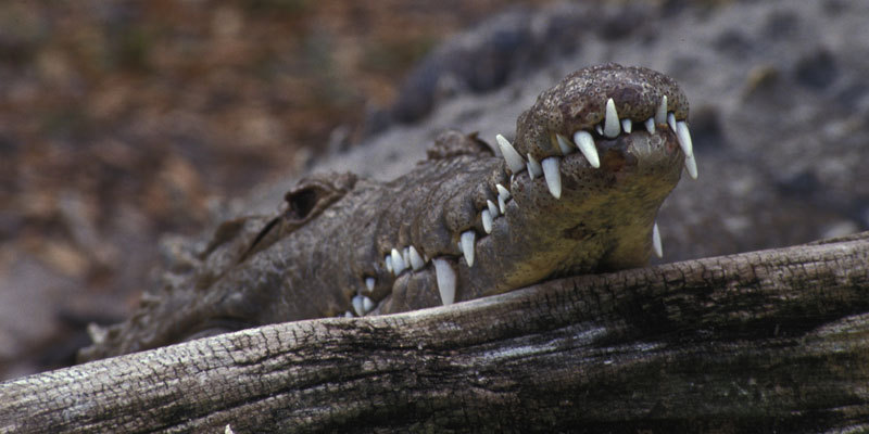 Crocodylia