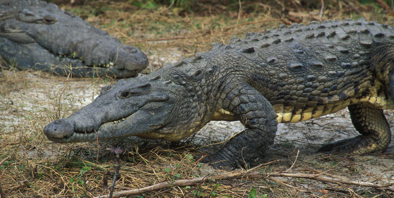 Crocodylus acutus