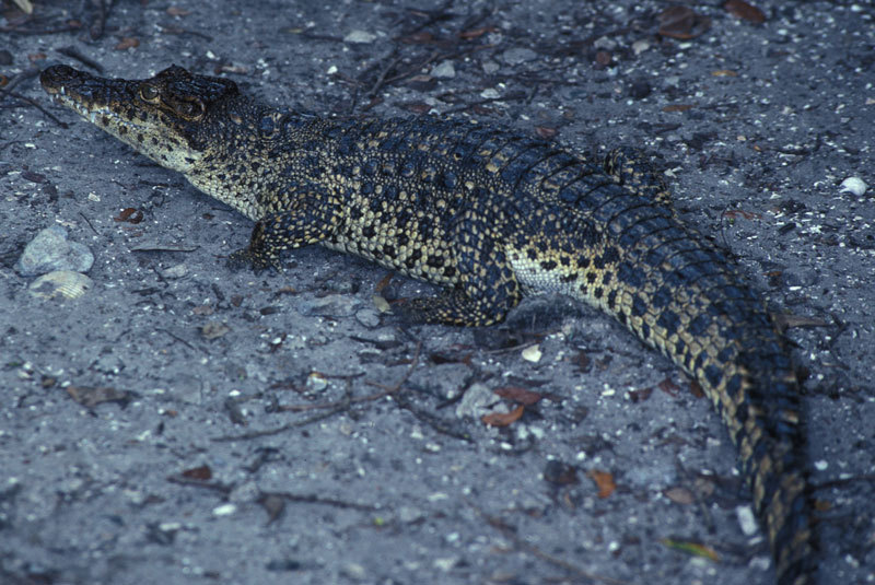 Crocodylus rhombifer