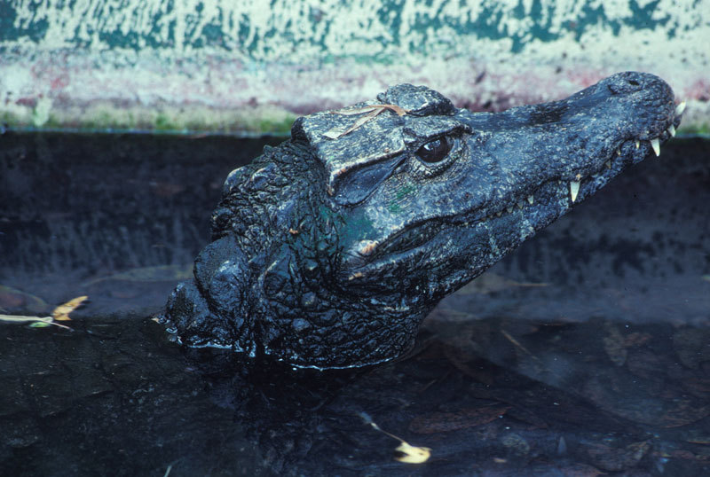 Crocodylidae