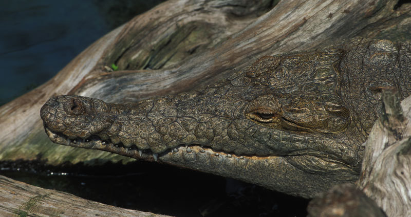 Crocodylus intermedius