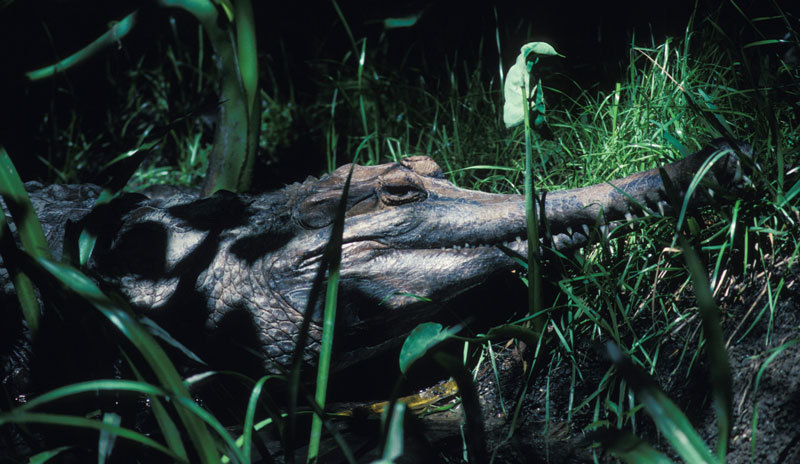 Crocodylidae