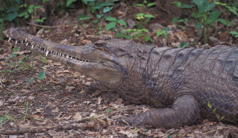 Tomistoma schlegelii