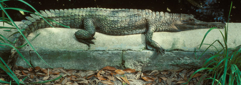 Crocodylidae