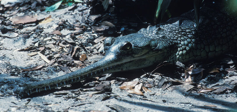 Crocodylidae