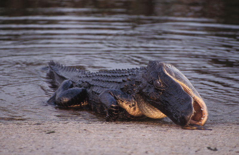 Alligator mississippiensis