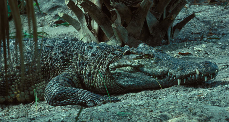 Crocodylus siamensis