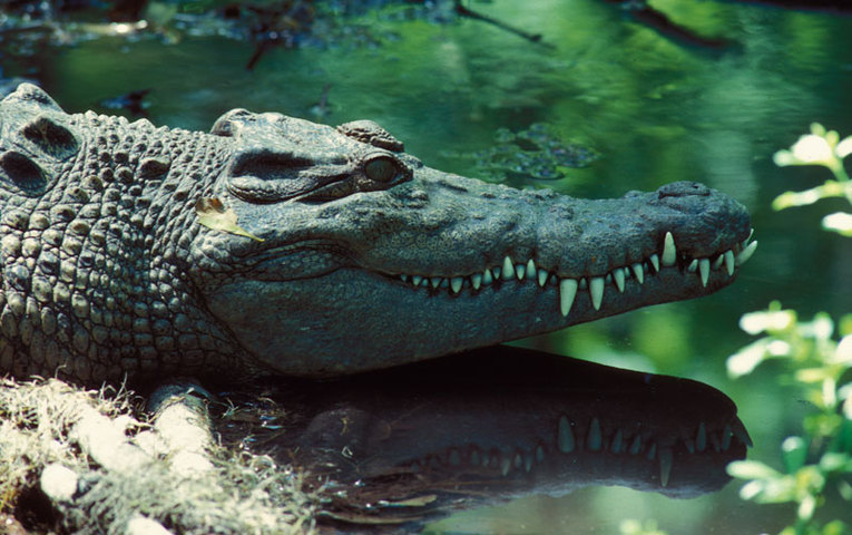 ADW Crocodylia INFORMATION