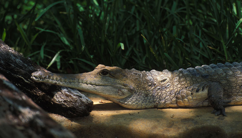 Crocodylus