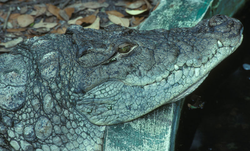 Crocodylidae