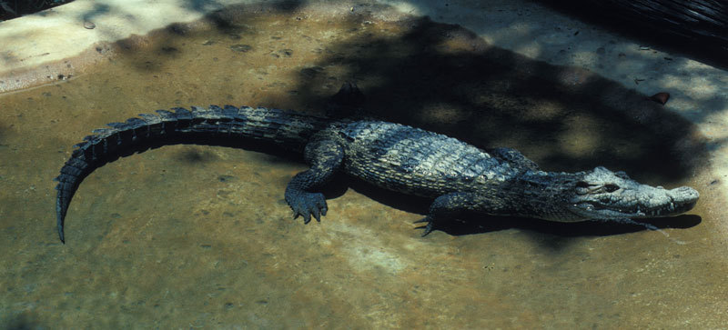 Crocodylus