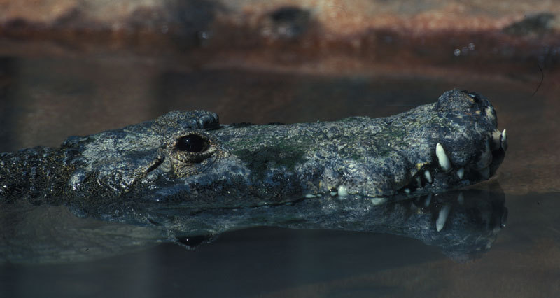 Crocodylus moreletii