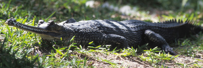 Crocodylidae