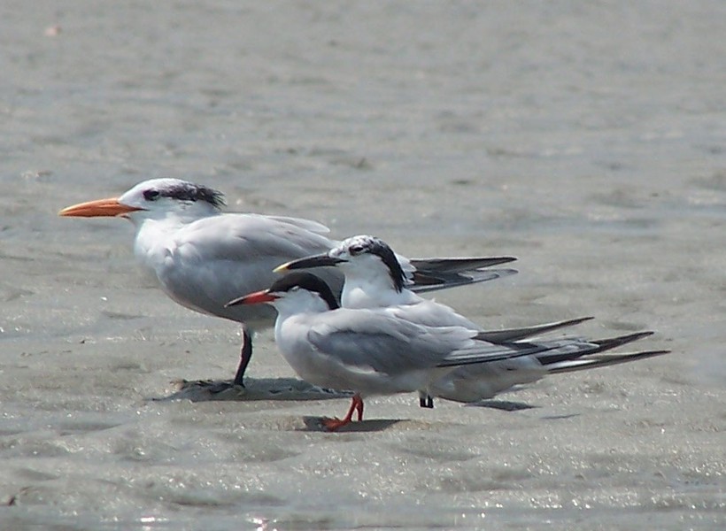 3speciesofterns