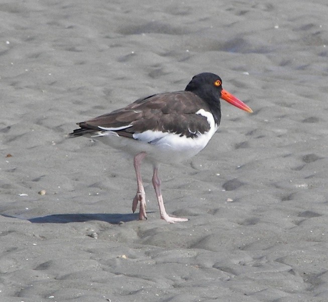 Haematopus palliatus