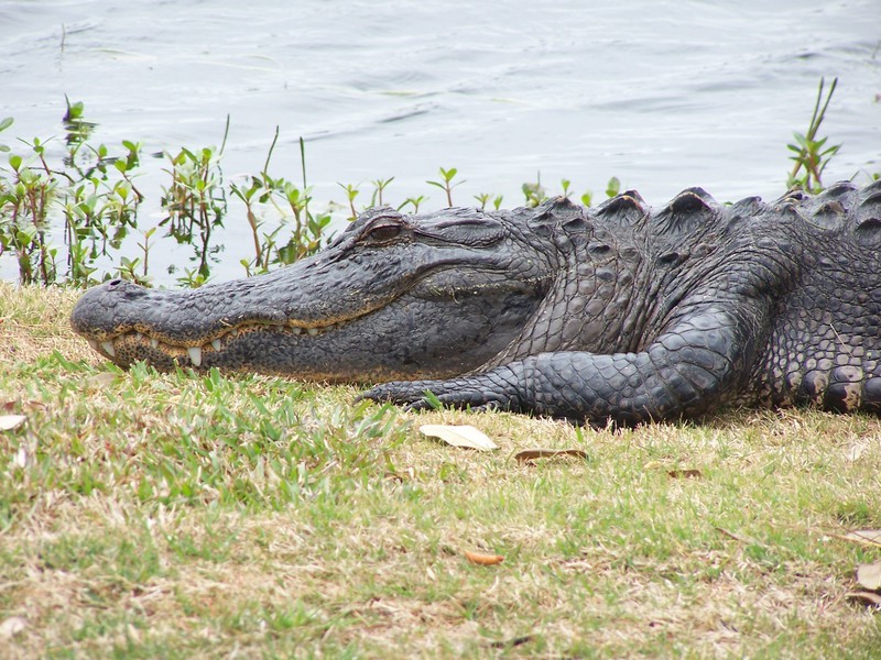 Alligator mississippiensis