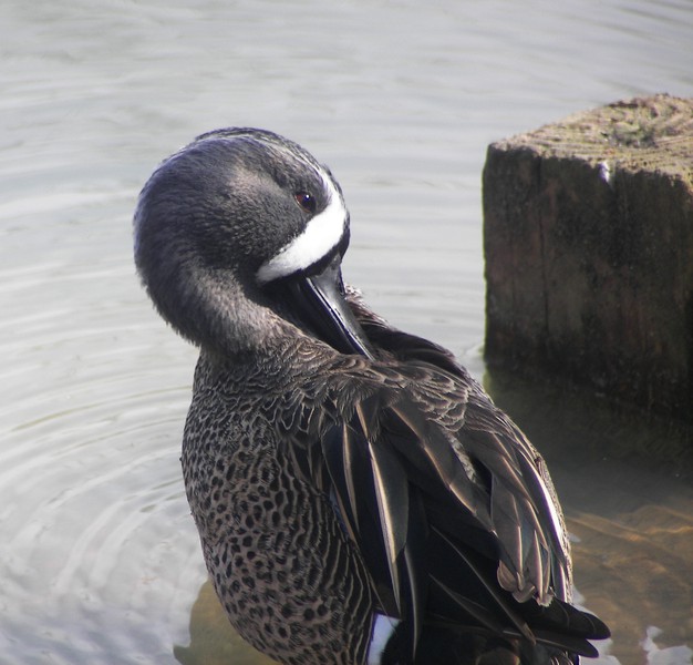 Anseriformes